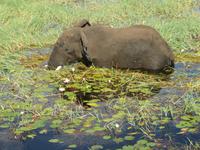 Bootsfahrt auf dem Chobe-River - Elefant