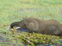 Bootsfahrt auf dem Chobe-River - Elefant