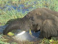Bootsfahrt auf dem Chobe-River - Elefant