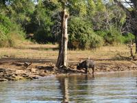 Bootsfahrt auf dem Chobe-River - Wasserbüffel