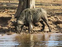 Bootsfahrt auf dem Chobe-River -  Wasserbüffel