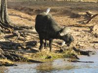 Bootsfahrt auf dem Chobe-River -  Wasserbüffel