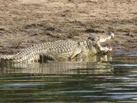 Bootsfahrt auf dem Chobe-River - Krokodil