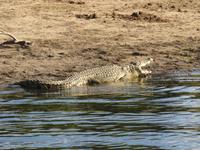 Bootsfahrt auf dem Chobe-River - Krokodil