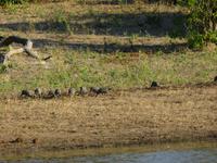 Bootsfahrt auf dem Chobe-River - Perlhühner