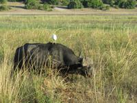 Bootsfahrt auf dem Chobe-River - Wasserbüffel