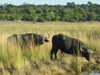 Bootsfahrt auf dem Chobe-River - Wasserbüffel