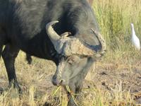 Bootsfahrt auf dem Chobe-River - Wasserbüffel
