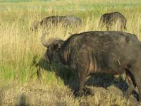 Bootsfahrt auf dem Chobe-River - Wasserbüffel