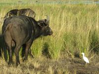 Bootsfahrt auf dem Chobe-River - Wasserbüffel