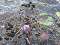 Bootsfahrt auf dem Chobe-River -