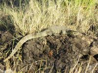 Bootsfahrt auf dem Chobe-River - Wasseragame