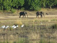 Bootsfahrt auf dem Chobe-River -
