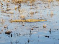 Bootsfahrt auf dem Chobe-River - Krokodil