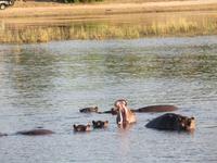 Bootsfahrt auf dem Chobe-River - Flusspferde