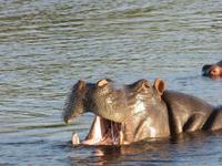 Bootsfahrt auf dem Chobe-River - Flusspferde