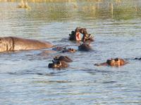 Bootsfahrt auf dem Chobe-River - Flusspferde