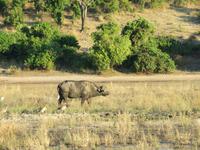 Bootsfahrt auf dem Chobe-River - Wasserbüffel