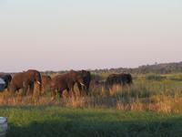 Bootsfahrt auf dem Chobe-River - Sonnenuntergang