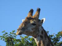 Fahrt durch den Chobe-Nationalpark zum Moremi-Park - Giraffe