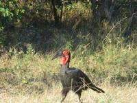 Fahrt durch den Chobe-Nationalpark zum Moremi-Park - Hornrabe