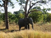 Fahrt durch den Chobe-Nationalpark zum Moremi-Park - Elefant