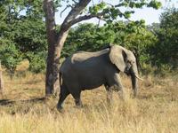Fahrt durch den Chobe-Nationalpark zum Moremi-Park - Elefant