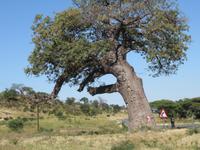 Fahrt durch den Chobe-Nationalpark zum Moremi-Park - Baobab-Baum