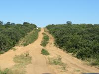 Fahrt durch den Chobe-Nationalpark zum Moremi-Park -