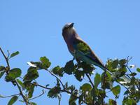 Fahrt durch den Chobe-Nationalpark zum Moremi-Park - Gabelracke