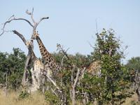 Fahrt durch den Chobe-Nationalpark zum Moremi-Park - Giraffen