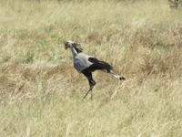 Fahrt durch den Chobe-Nationalpark zum Moremi-Park - Großtrappe