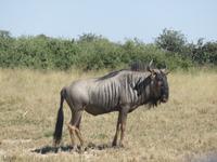 Fahrt durch den Chobe-Nationalpark zum Moremi-Park - Gnus