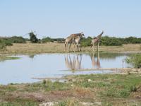 Fahrt durch den Chobe-Nationalpark zum Moremi-Park - Giraffen