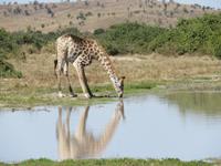 Fahrt durch den Chobe-Nationalpark zum Moremi-Park - Giraffen