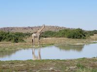 Fahrt durch den Chobe-Nationalpark zum Moremi-Park - Giraffen