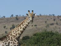 Fahrt durch den Chobe-Nationalpark zum Moremi-Park - Giraffen