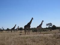 Fahrt durch den Chobe-Nationalpark zum Moremi-Park - Giraffen