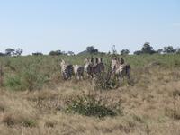 Fahrt durch den Chobe-Nationalpark zum Moremi-Park - Zebras