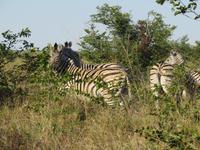 Fahrt durch den Chobe-Nationalpark zum Moremi-Park - Zebras