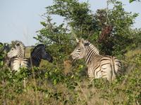 Fahrt durch den Chobe-Nationalpark zum Moremi-Park - Zebras