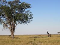 Fahrt durch den Chobe-Nationalpark zum Moremi-Park - Giraffen