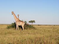 Fahrt durch den Chobe-Nationalpark zum Moremi-Park - Giraffen