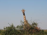 Fahrt durch den Chobe-Nationalpark zum Moremi-Park - Giraffen