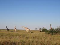 Fahrt durch den Chobe-Nationalpark zum Moremi-Park - Giraffen
