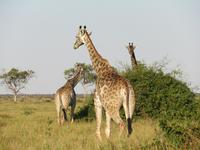 Fahrt durch den Chobe-Nationalpark zum Moremi-Park - Giraffen