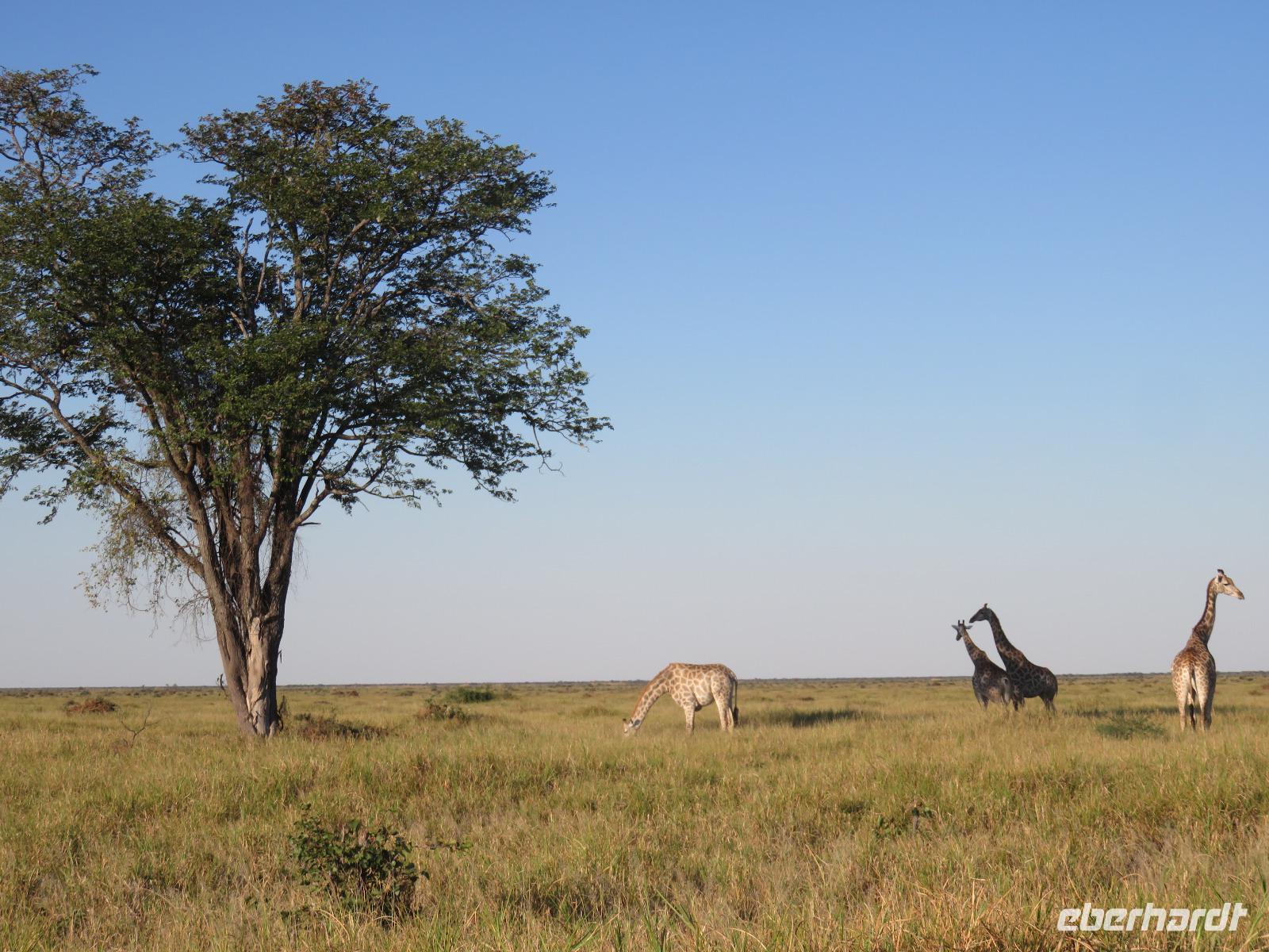 Fahrt durch den Chobe-Nationalpark zum Moremi-Park - Giraffen