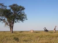Fahrt durch den Chobe-Nationalpark zum Moremi-Park - Giraffen