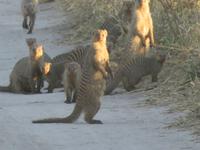 Fahrt durch den Chobe-Nationalpark zum Moremi-Park -  Zebramangusten