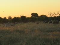 Fahrt durch den Chobe-Nationalpark zum Moremi-Park - Gnus und Zebras